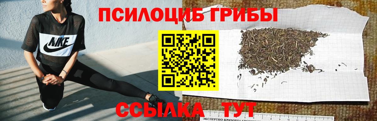 Галлюциногенные грибы Psilocybe Норильск